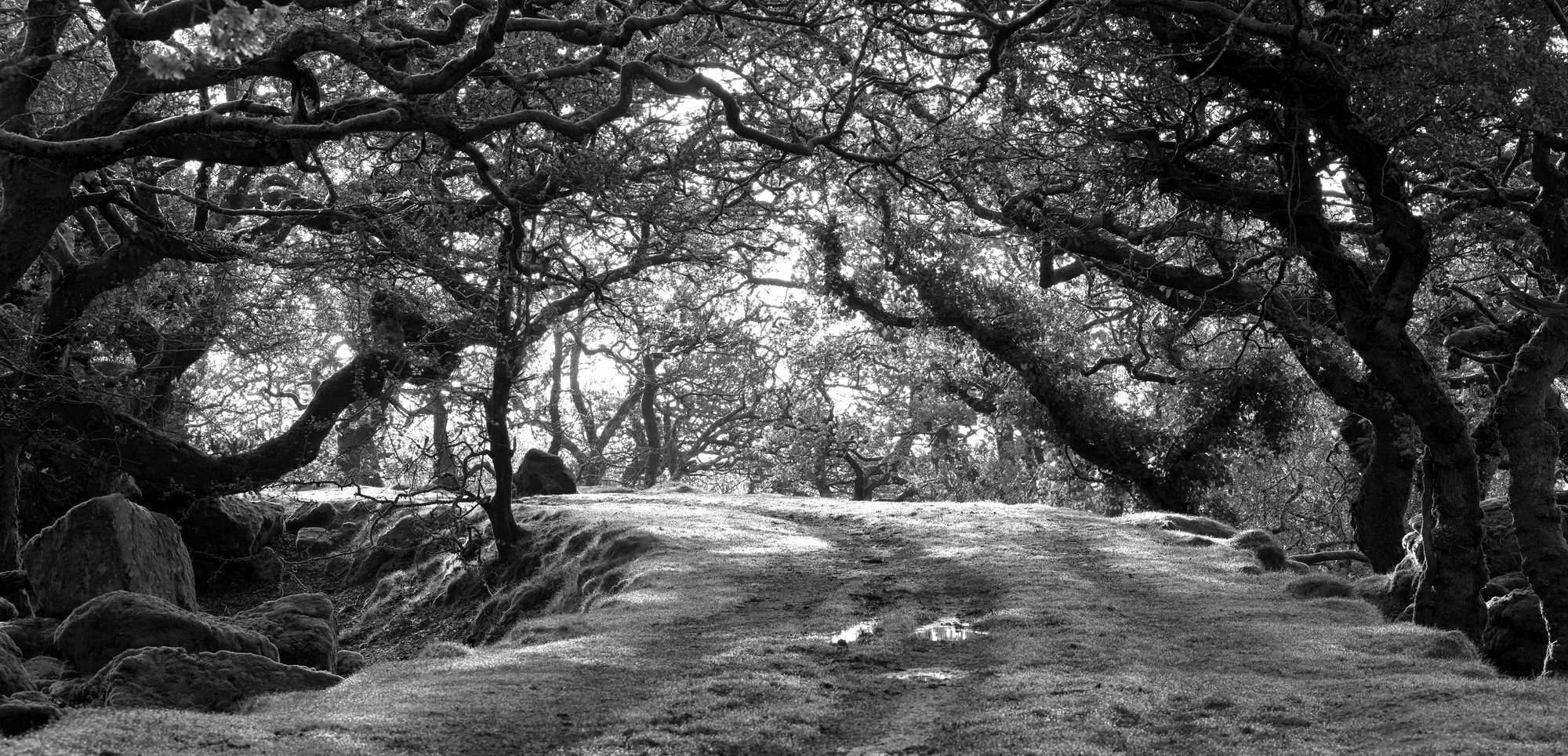 A path through ancient woodland, an image of the way forward we are working to clear