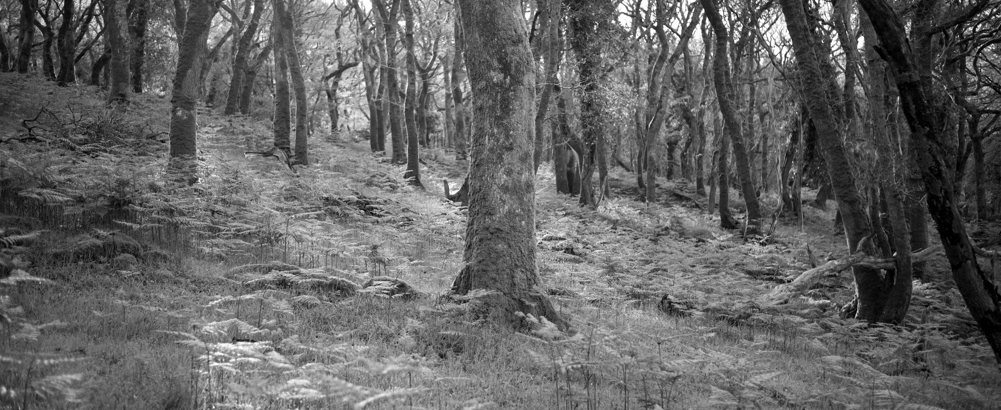 Light through a bluebell woodland, the quiet space the writing comes from